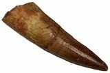 Fossil Spinosaurus Tooth - Real Dinosaur Tooth #356760-1